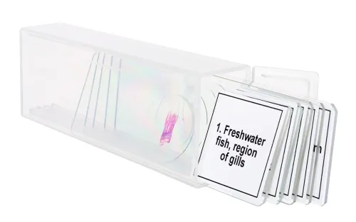 photograph Levenhuk Discovery Prof Specimens DPS 5. “Amphibia”,  5