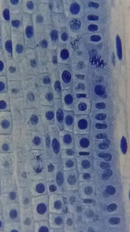 photo Bresser Erudit Basic 40–400x Microscope,  19