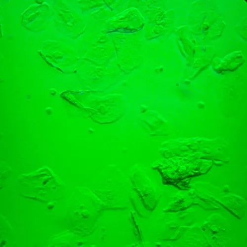 image MAGUS Bio VD360 Biological Inverted Digital Microscope,  28