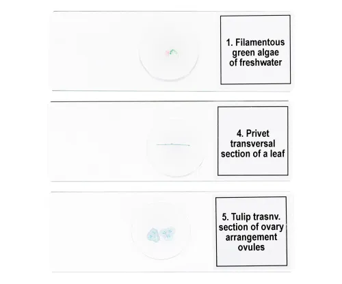 image Levenhuk Discovery Prof Specimens DPS 5. “Biology”,  6