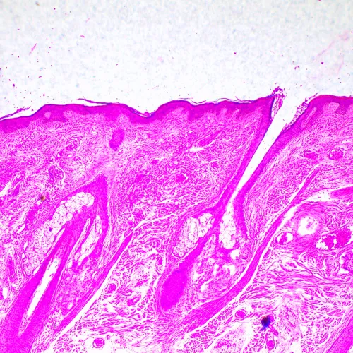 picture MAGUS Bio D290T LCD Biological Digital Microscope,  29