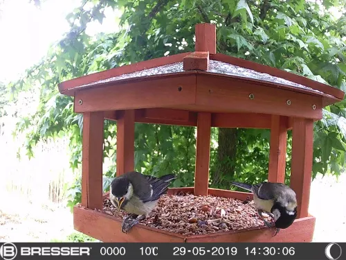 picture Bresser 90° Wildlife Observation 16MP Camera,  6