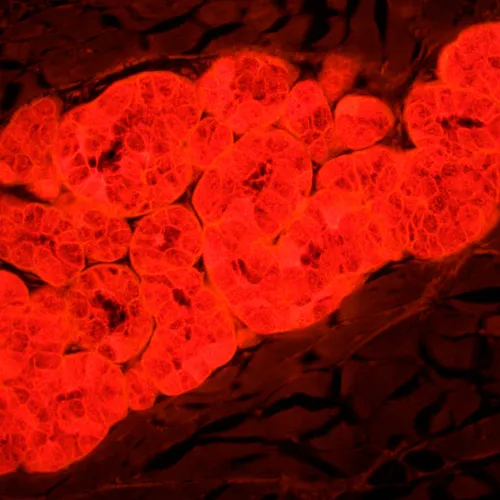 photo MAGUS Lum 450L Fluorescence Microscope,  25