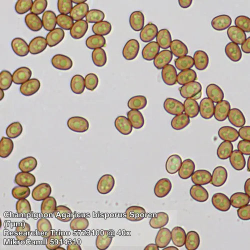 photo Bresser Researcher Trino 40–1000x Microscope,  13