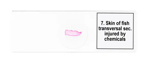 image Levenhuk Discovery Prof Specimens DPS 25. “Biology, Birds, etc.”,  9