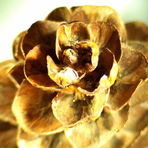 photograph MAGUS Stereo A18T Stereomicroscope,  2