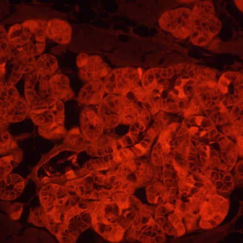 image MAGUS Lum V500L Fluorescence Inverted Microscope,  18