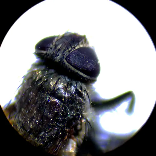 photograph MAGUS Stereo A10 Stereomicroscope,  18