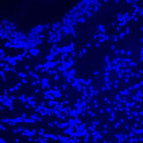 image MAGUS Lum D470L Fluorescence Digital Microscope,  27