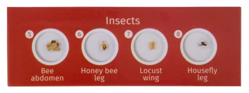 photo Levenhuk LabZZ C12 Creatures Prepared Slides Set,  3