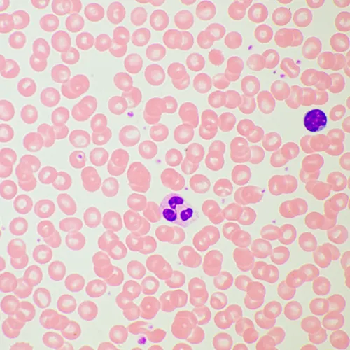 image MAGUS Bio 260T Biological Microscope,  21