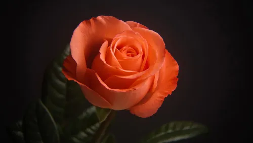 photograph Levenhuk Kelvin MAK60 mini AZ Phototelescope,  17