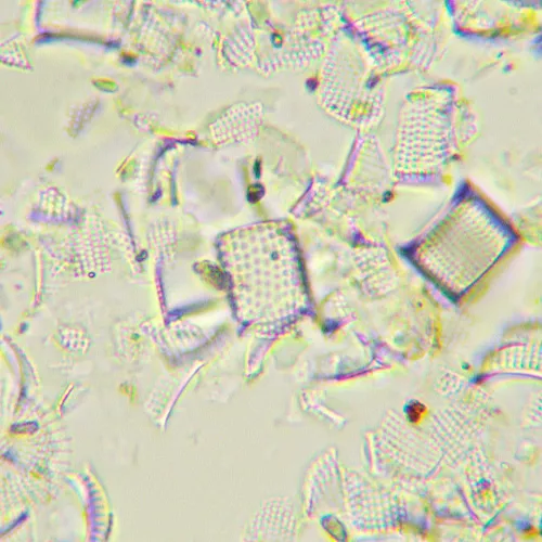 picture MAGUS Bio D290T LCD Biological Digital Microscope,  32