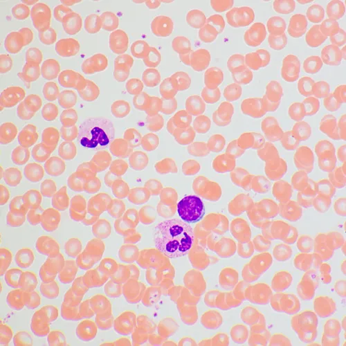 photo MAGUS Bio 270T Biological Microscope,  25