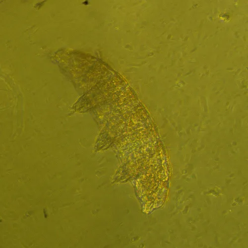 image MAGUS Bio VD360 Biological Inverted Digital Microscope,  27