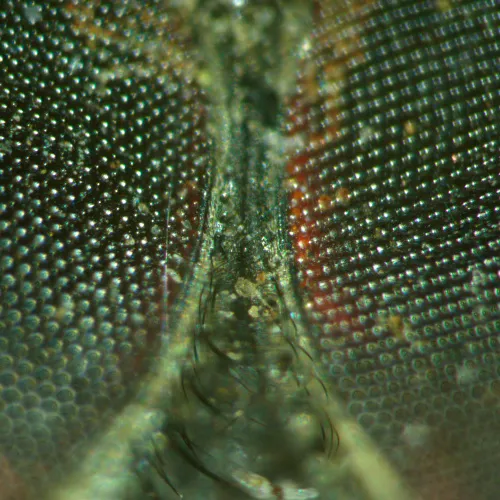 photograph MAGUS Stereo A18T Stereomicroscope,  5