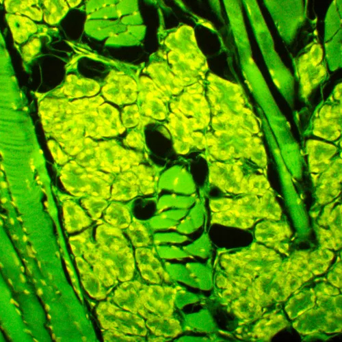 photo MAGUS Lum 450L Fluorescence Microscope,  23