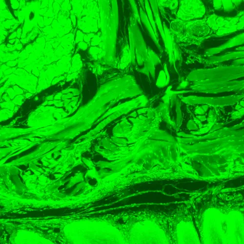 image MAGUS Lum D470L Fluorescence Digital Microscope,  28