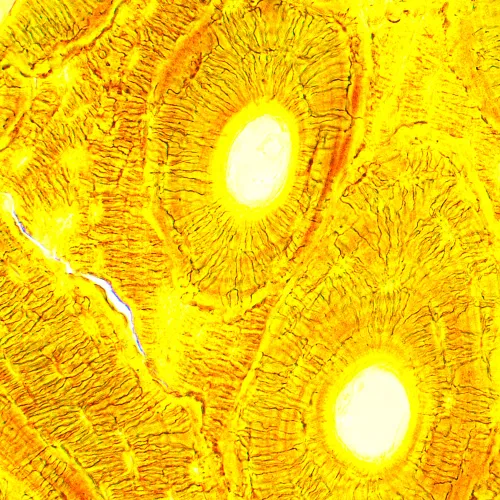 picture MAGUS Bio D250T Biological Digital Microscope,  28