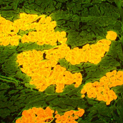 photo MAGUS Lum 450L Fluorescence Microscope,  22