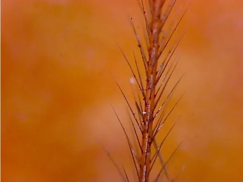 image Omegon DigitalView USB hand Microscope,  4