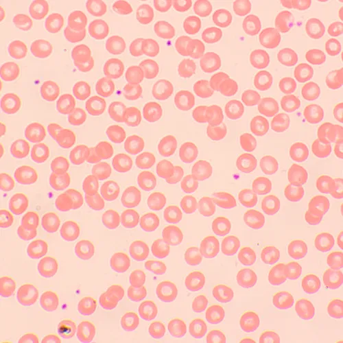 photo MAGUS Bio 250BL Biological Microscope,  19