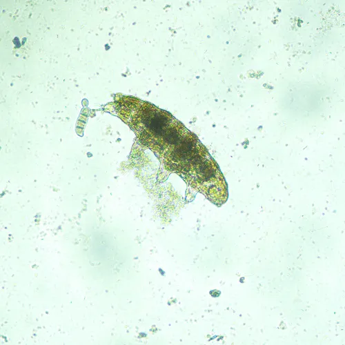 photograph MAGUS Bio VD300 LCD Biological Inverted Digital Microscope,  19