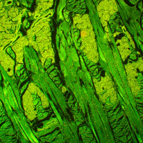 photo MAGUS Lum 450L Fluorescence Microscope,  21