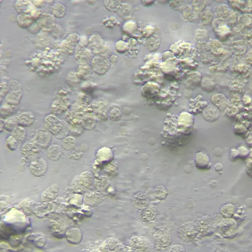 picture MAGUS HCM360 Device for working with the Hoffman modulation contrast, with objective set,  15