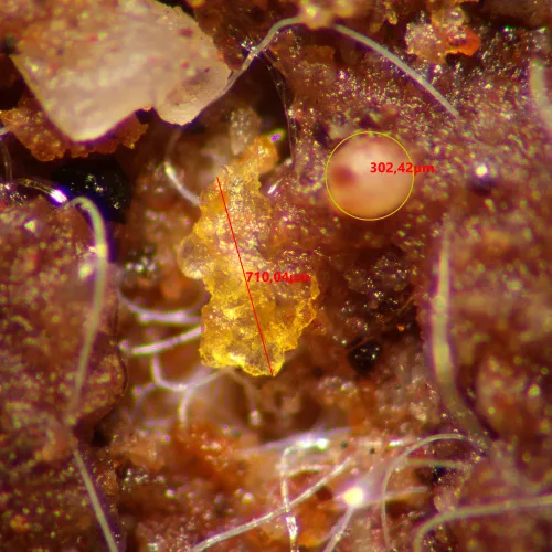 photograph MAGUS Stereo A10 Stereomicroscope,  15