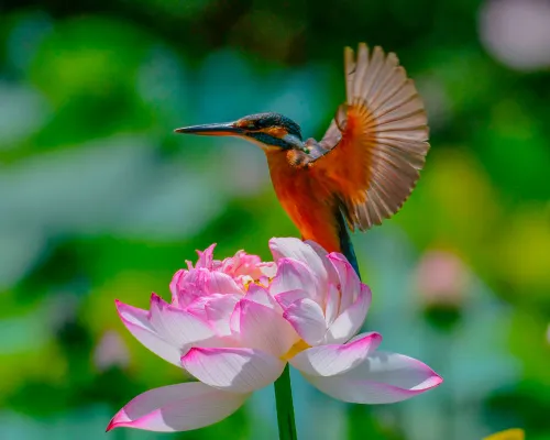 photograph Levenhuk Kelvin MAK60 mini AZ Phototelescope,  14