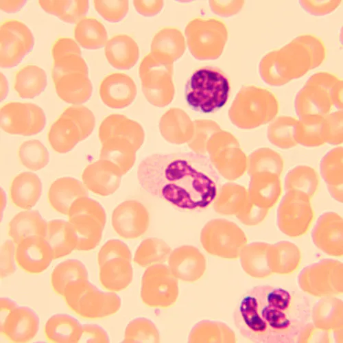 picture MAGUS Bio D250T Biological Digital Microscope,  27