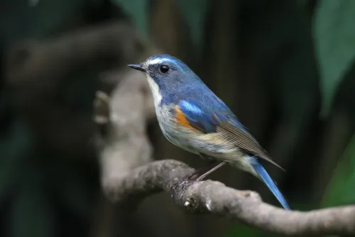 picture Levenhuk Kelvin MAK80 AZ Phototelescope,  15