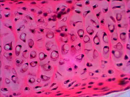 photograph Levenhuk N20 NG Prepared Slides Set,  10