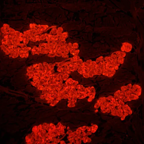 photo MAGUS Lum 450L Fluorescence Microscope,  24