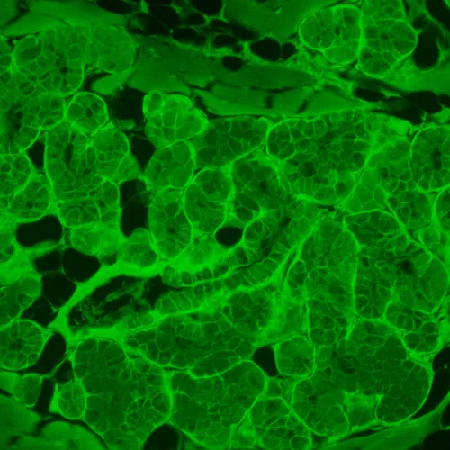 picture MAGUS Lum VD500L Fluorescence Inverted Digital Microscope,  22