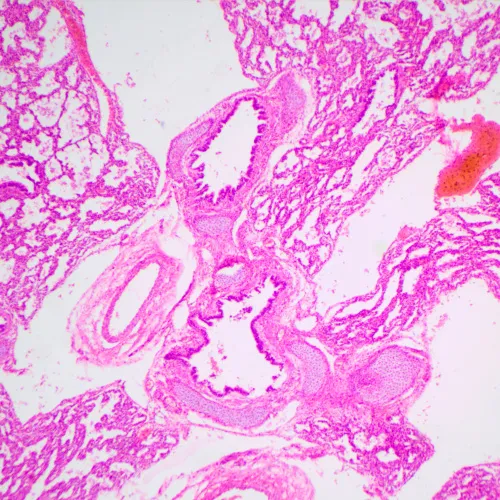 image MAGUS Bio D240T LCD Biological Digital Microscope,  31