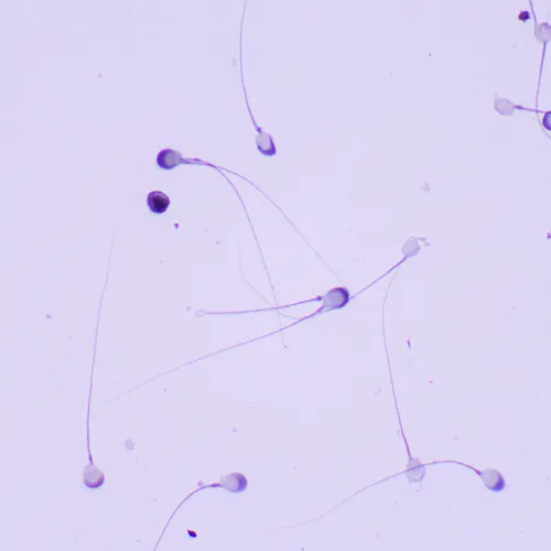 image MAGUS Bio 260T Biological Microscope,  23