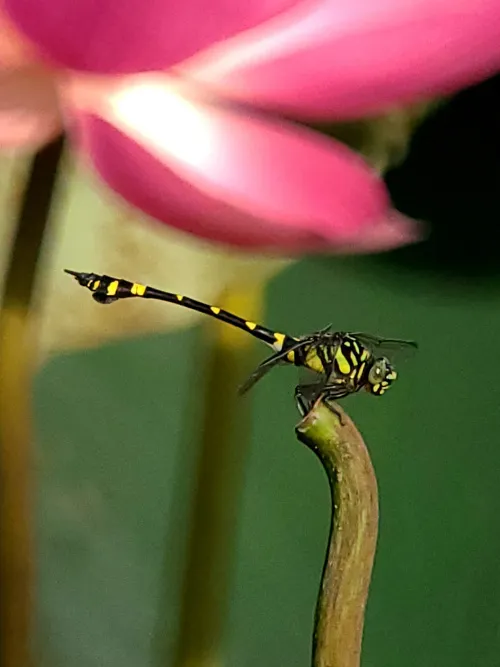 picture Levenhuk Kelvin MAK80 AZ Phototelescope,  16