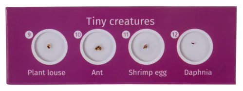 photo Levenhuk LabZZ C12 Creatures Prepared Slides Set,  4