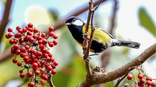 image Levenhuk Kelvin MAK127 AZ GOTO Wi-Fi Phototelescope,  13