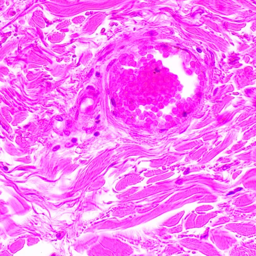 image MAGUS Bio 290T Biological Microscope,  24