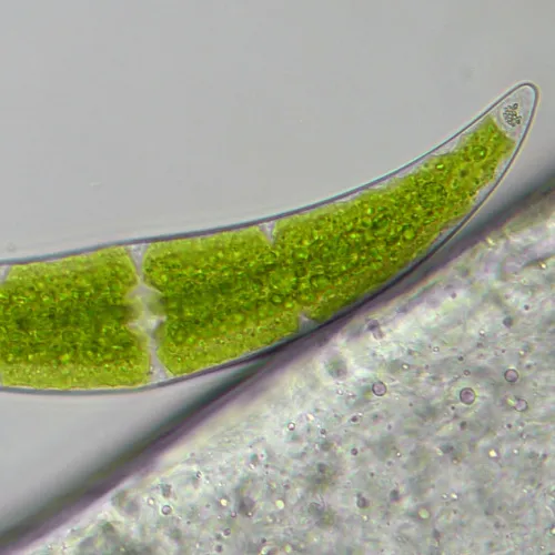 photo Bresser Researcher Trino 40–1000x Microscope,  16