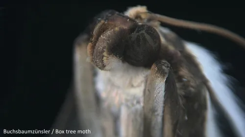 image Bresser MikroCam PRO HDMI Microscope Camera,  5