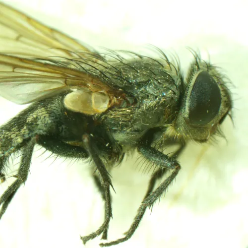 picture MAGUS Stereo A6 Stereomicroscope,  15