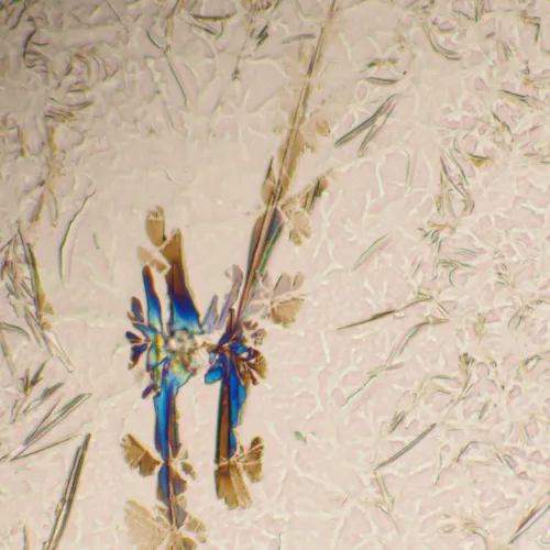 image MAGUS Bio 290T Biological Microscope,  25