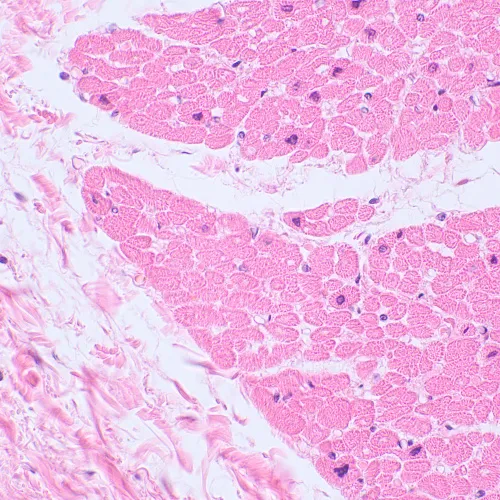 photograph MAGUS Bio D230TL LCD Biological Digital Microscope,  29