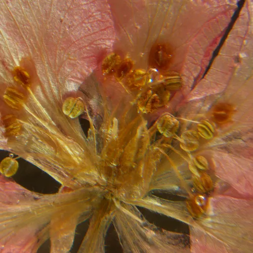 picture MAGUS Stereo A6 Stereomicroscope,  16