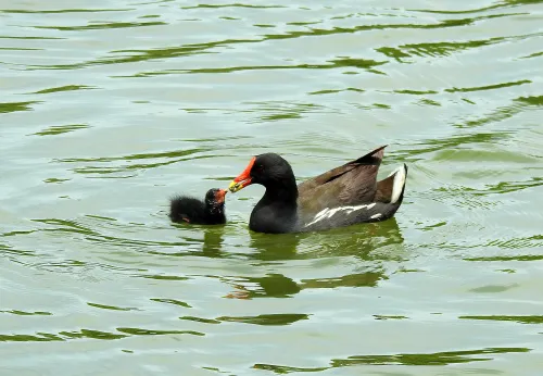 image Levenhuk Kelvin MAK127 AZ GOTO Wi-Fi Phototelescope,  14