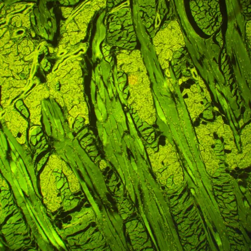 image MAGUS Lum 460L Fluorescence Microscope,  21